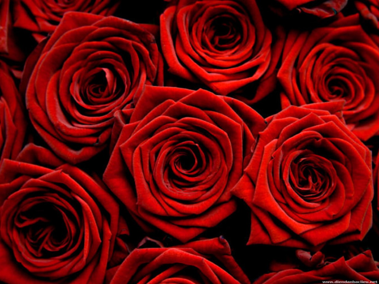 Ý nghĩa hoa Hồng Đỏ  Những hình ảnh hoa Hồng Đỏ đẹp nhất  Trường Trung  Cấp Nghề Thương Mại Du Lịch Thanh Hoá