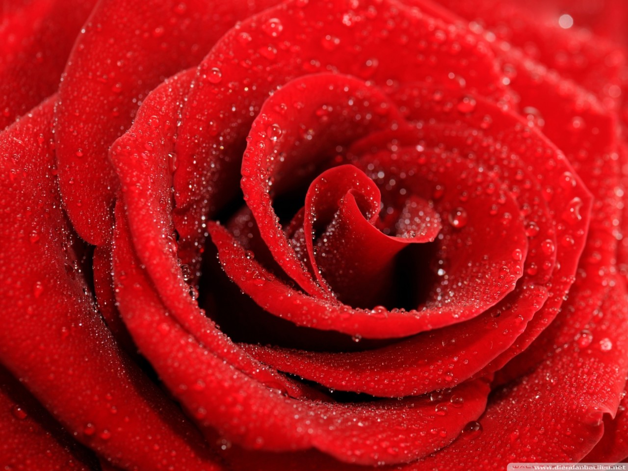 hình ảnh  thực vật Cánh hoa Phấn hoa Đỏ đen gần Hệ thực vật Đóng  lên hình nền Hoa đỏ lý lịch Trang trí Thiên thạch Trồng hoa giọt  nước Độ