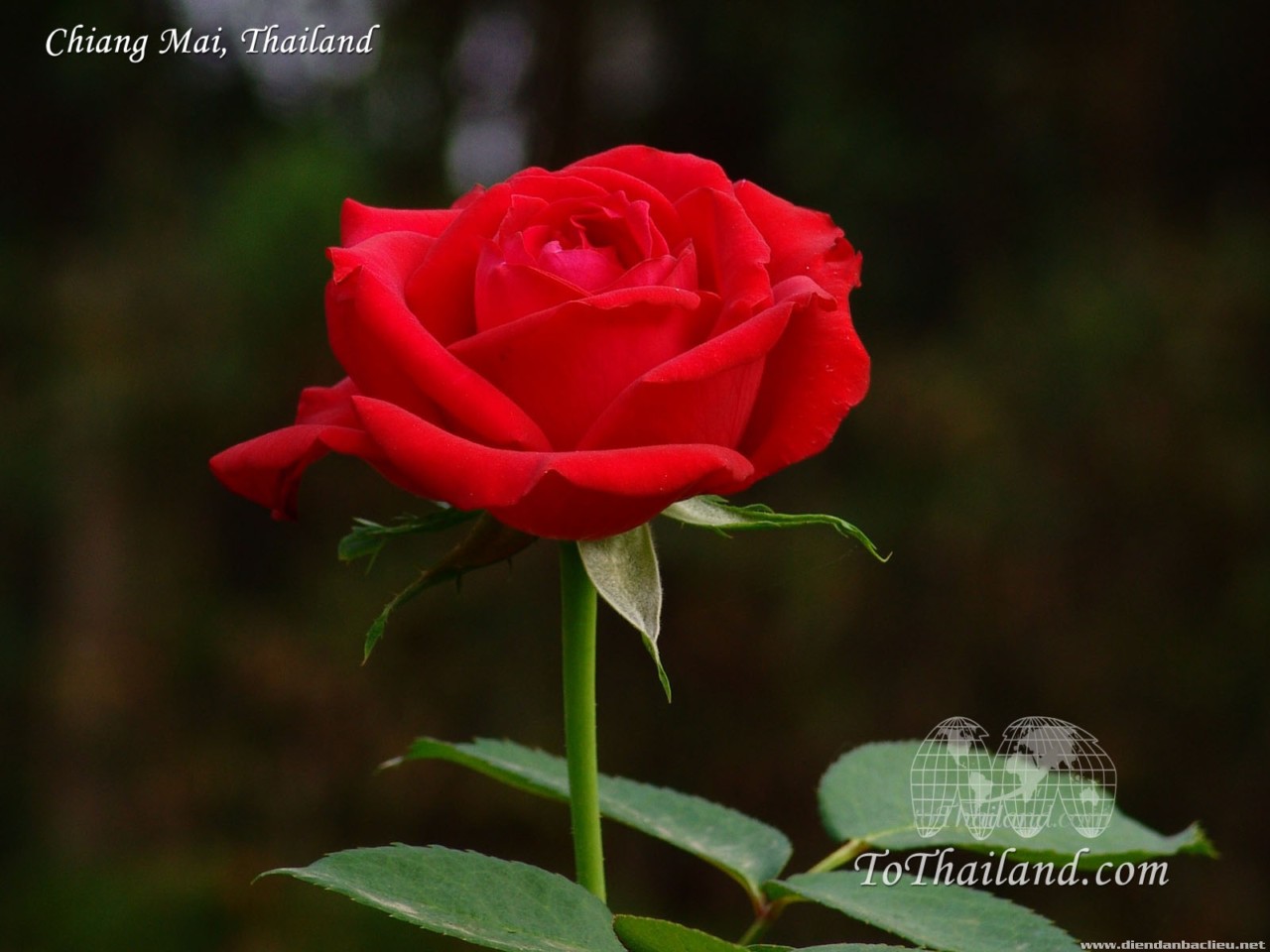 Hoa hồng đỏ với sắc đỏ rực rỡ cùng với hương thơm đặc trưng sẽ đốn tim bất kì ai yêu thích sự đẹp và quyến rũ. Hãy thưởng thức hình ảnh hoa hồng đỏ đẹp để cảm nhận sức hút mạnh mẽ của chúng.