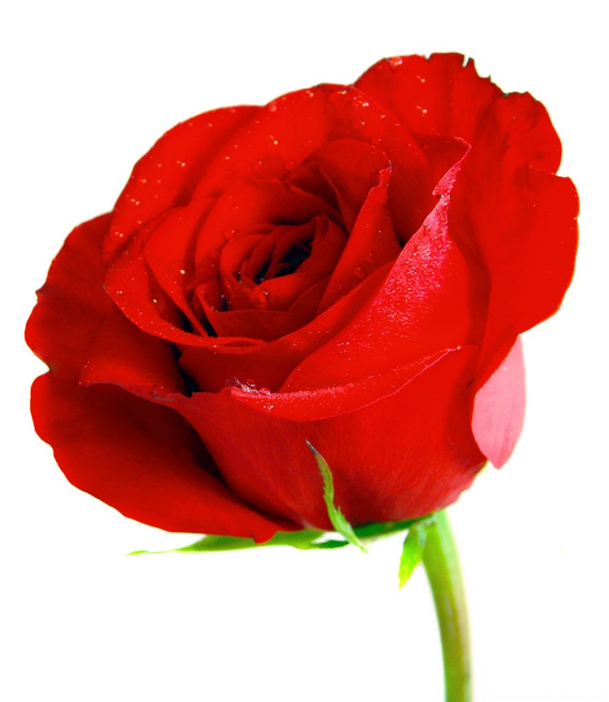 Tuyệt đẹp hình ảnh hoa hồng 1 bông với đầy đủ các loại màu sắc và ...