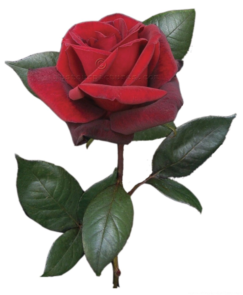 Bạn đang tìm kiếm những bông hoa hồng đẹp nhất và ấn tượng nhất? Hãy xem qua hình ảnh những loại hoa hồng độc đáo, tuyệt đẹp và mang phong cách riêng biệt này để tìm ra lựa chọn mới lạ cho món quà đặc biệt cho người yêu, bạn bè hoặc gia đình của bạn.