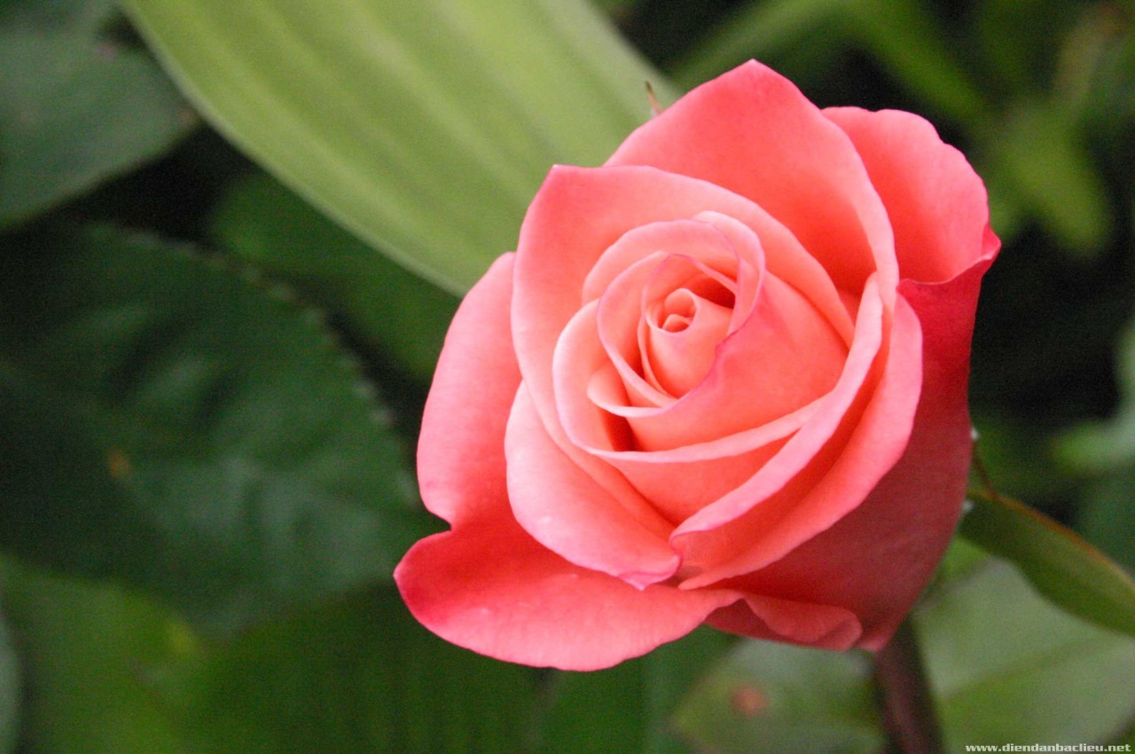 Tải 120 hình nền hoa hồng đẹp nhất thế giới full HD cực nét