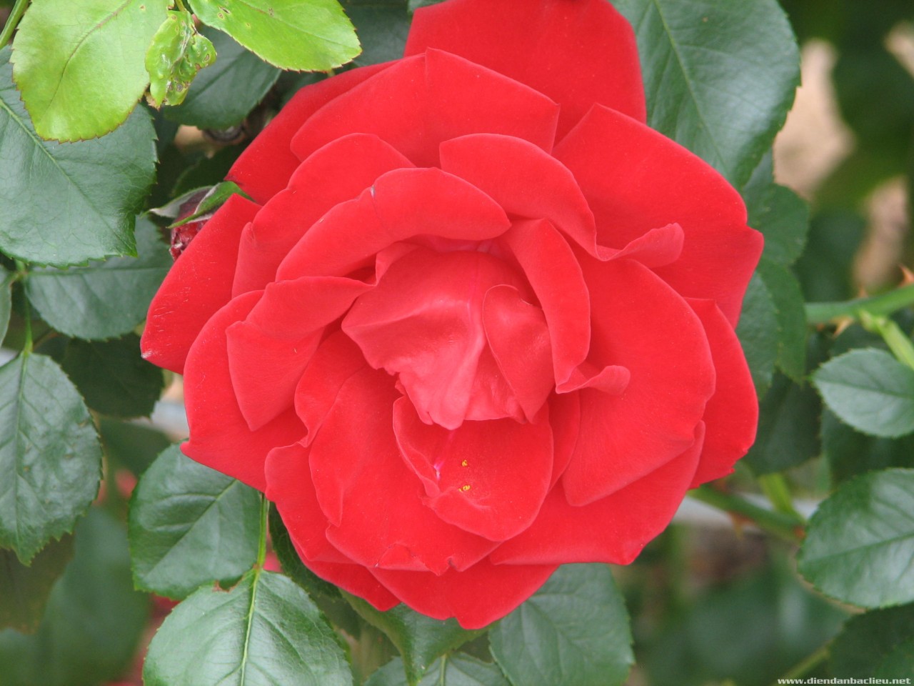 rose-3.jpg