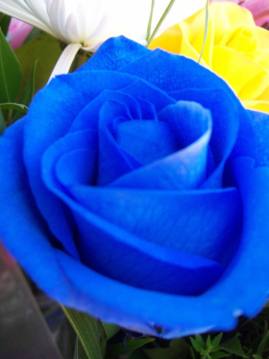 Hình ảnh hoa hồng xanh đẹp nhất | VFO.VN