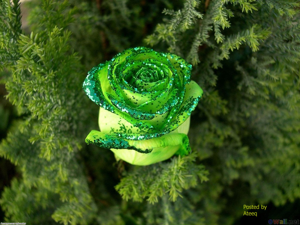 Hình ảnh hoa hồng xanh đẹp nhất | VFO.VN