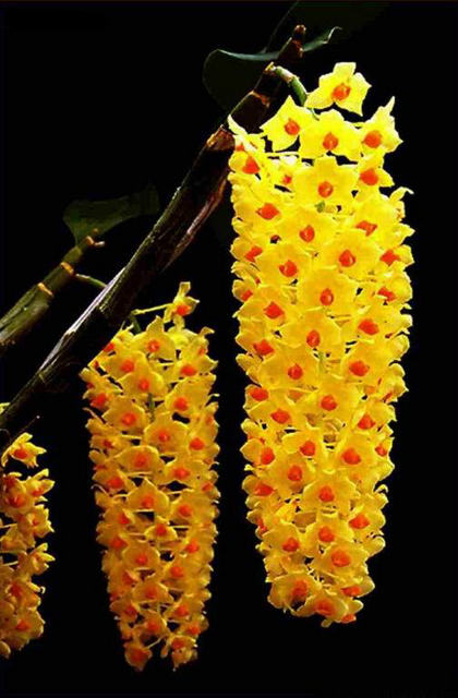 Cập nhật với hơn 82 hình ảnh hoa phong lan mới nhất - Tin Học Vui