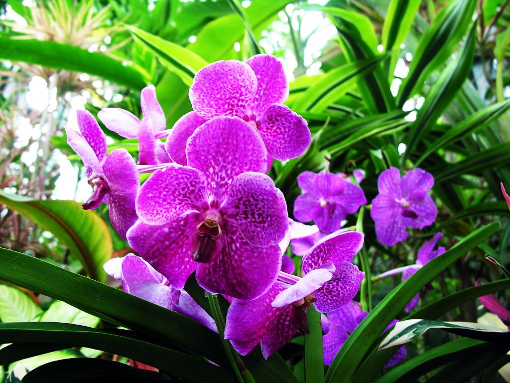 Hình hoa phong lan tuyệt đẹp | VFO.VN