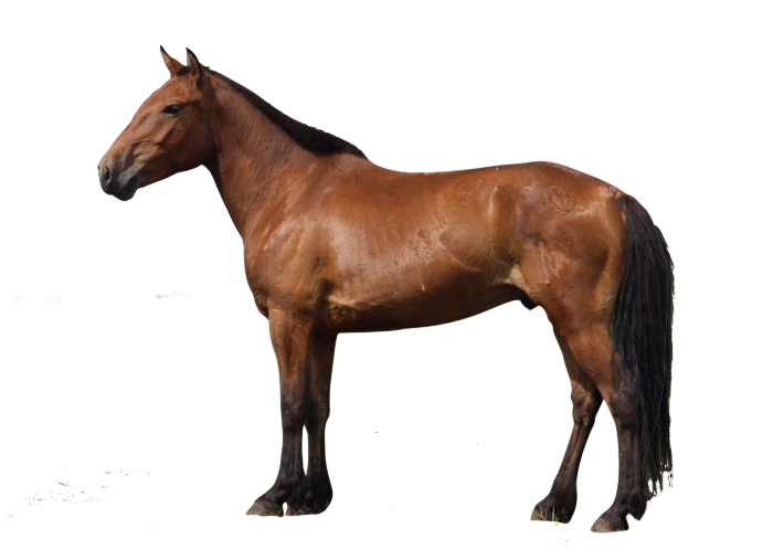 Hình nền Nền Con Ngựa đang Chạy Xuống đồng Bằng Nền, Chạy Ngựa Hình ảnh,  Ngựa, động Vật Background Vector để tải xuống miễn phí - Pngtree