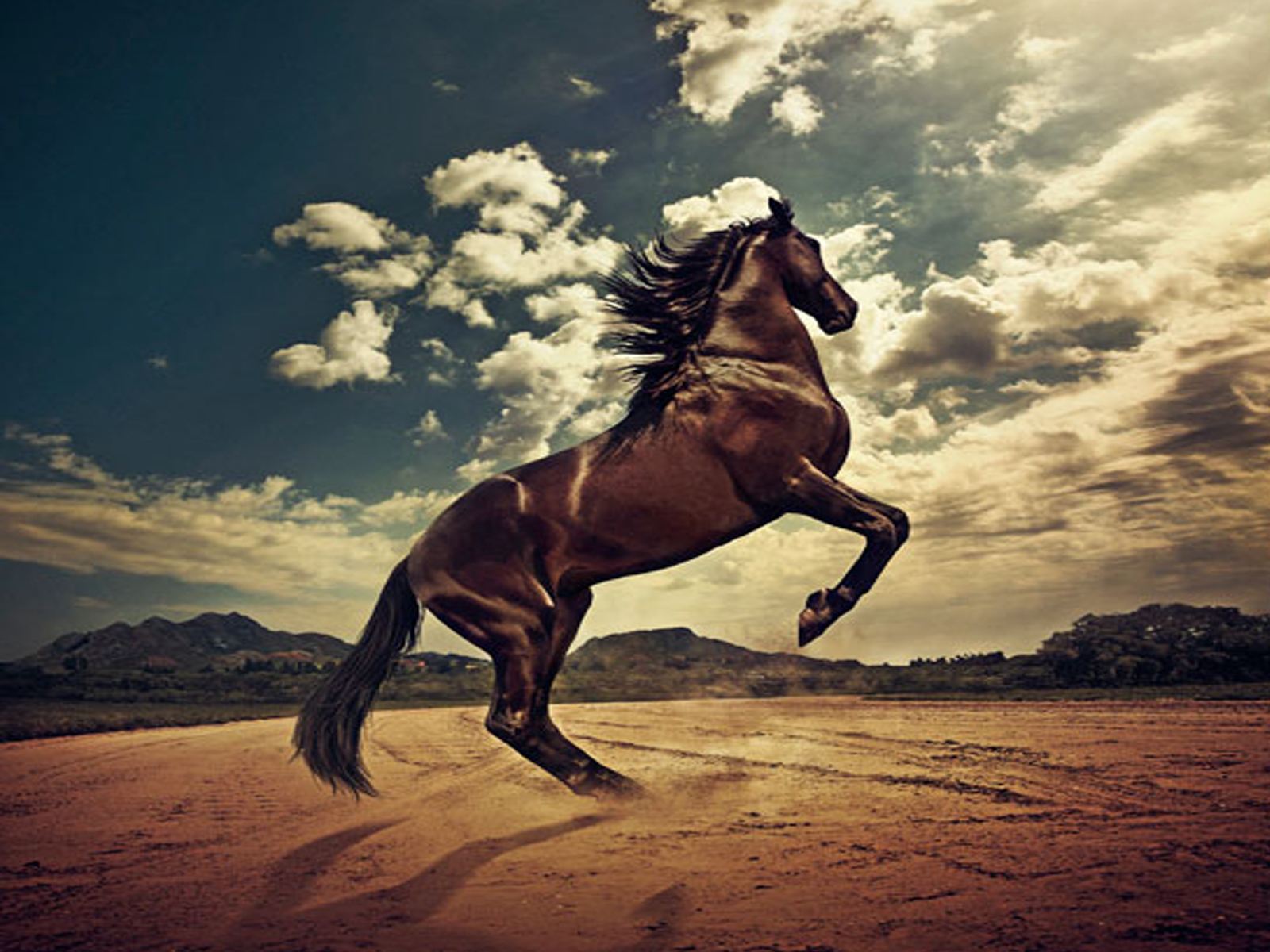 Top 50 hình ảnh con ngựa đẹp xuất thần hợp với người tuổi ngọ, dần, tuất