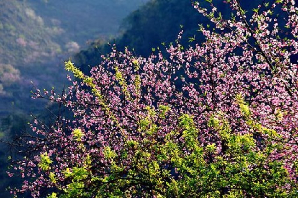 Hình ảnh hoa mai hoa đào đẹp ngày tết | VFO.VN
