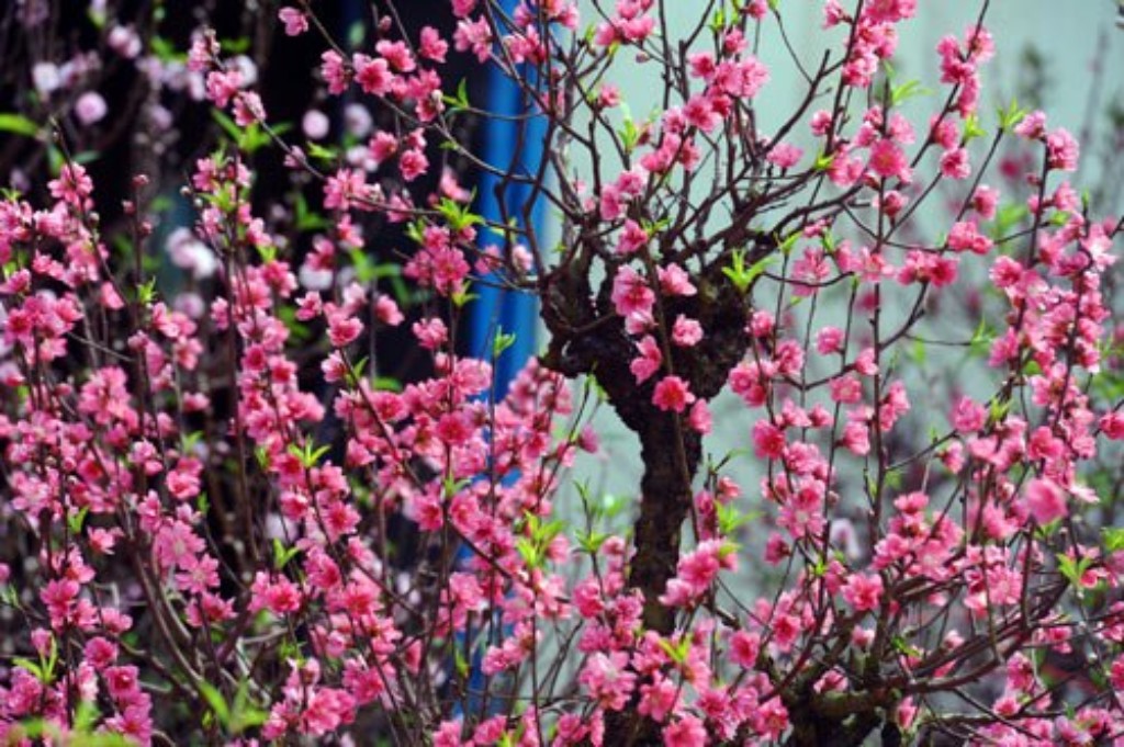 Top 86+ hình ảnh hoa mai hoa đào hay nhất - Tin Học Vui