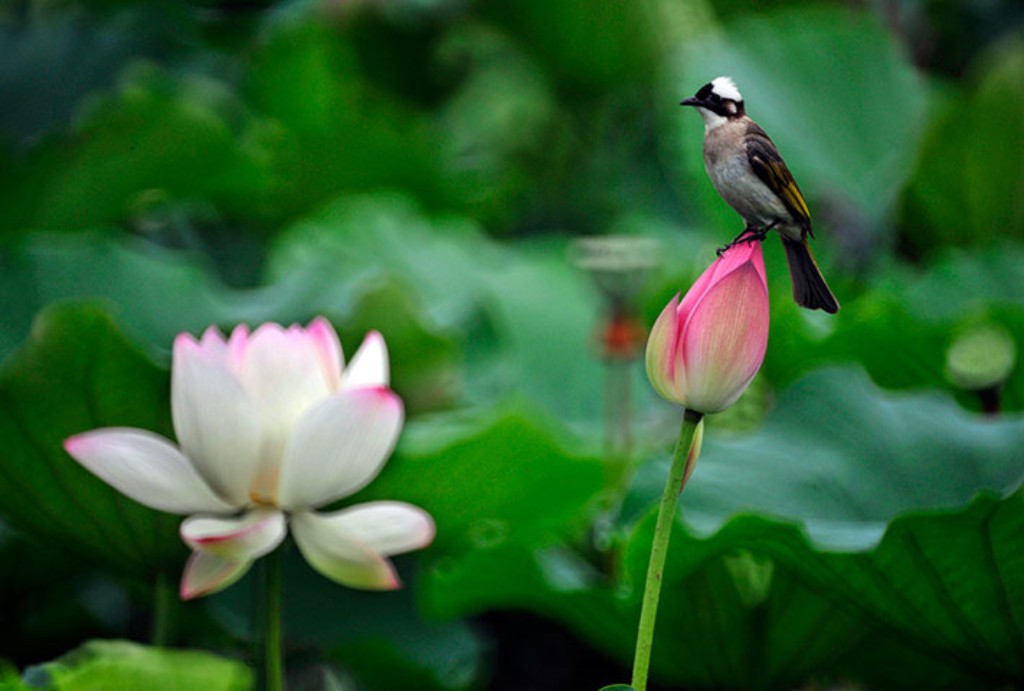 101 wunderschöne Bilder von Lotusblumen in bester Qualität 2022