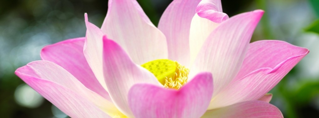 Hoa sen là một loài hoa vô cùng đặc biệt, xa hoa và thanh tao. Hãy ngắm nhìn bức ảnh này và cảm nhận vẻ đẹp tuyệt vời của chúng. Với những cánh hoa trắng tinh khôi, họa tiết rực rỡ, bức ảnh này chắc chắn sẽ khiến bạn say đắm.