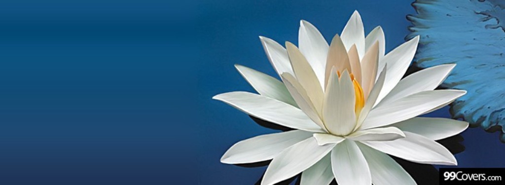 Ảnh bìa hoa sen đẹp - Ảnh bìa hoa sen đẹp là niềm tự hào của bất kỳ người nào đam mê vẻ đẹp thiên nhiên. Chiếc máy ảnh sẽ giữ lại mọi khoảnh khắc đẹp và giúp ta bày tỏ tình yêu với sự thanh tịnh của hoa sen trắng. Hãy xem hình ảnh bìa hoa sen đẹp và cảm nhận vẻ đẹp của văn hóa Việt Nam.