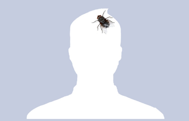 Đảm bảo tiêu diệt tận gốc mọi loại ruồi khó chịu trong không gian sống của bạn.