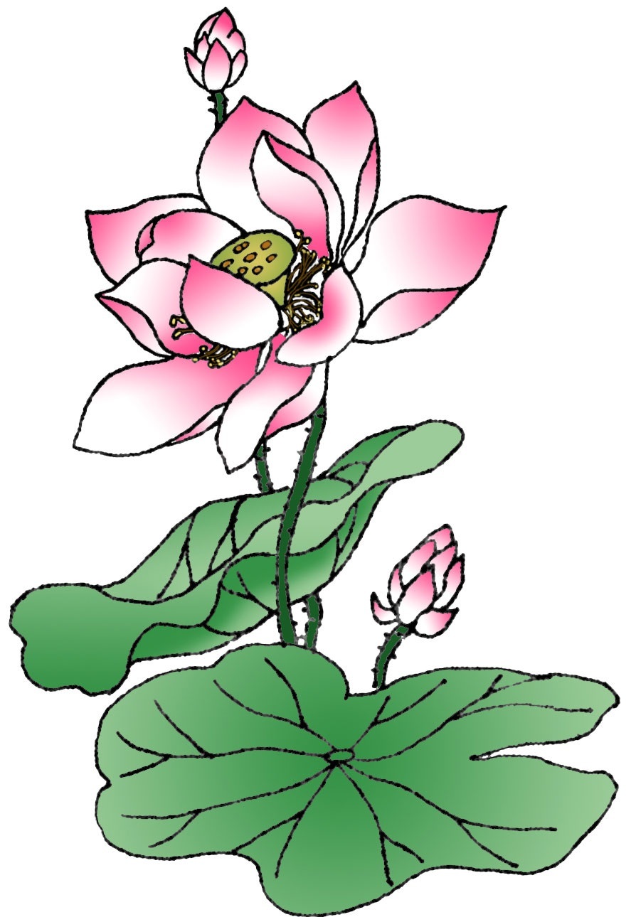 Hình vẽ cách vẽ hoa Sen đơn giản đẹp bằng bút chì màu   c3nguyentatthanhhpeduvn