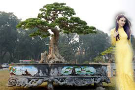Hình ảnh những cây cảnh bonsai đẹp nhất Việt Nam | VFO.VN
