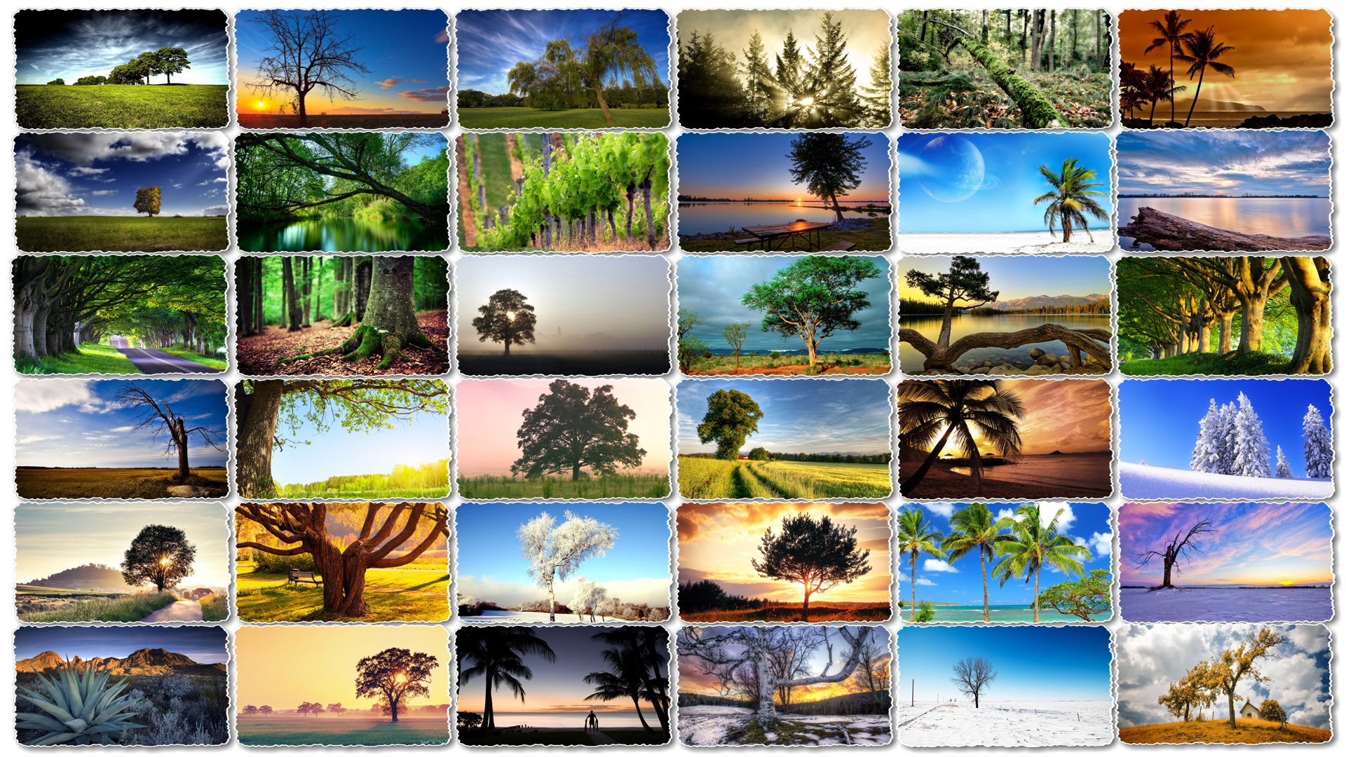 110-tree-wallpapers-widescreen-vy-kiet-vforum.png