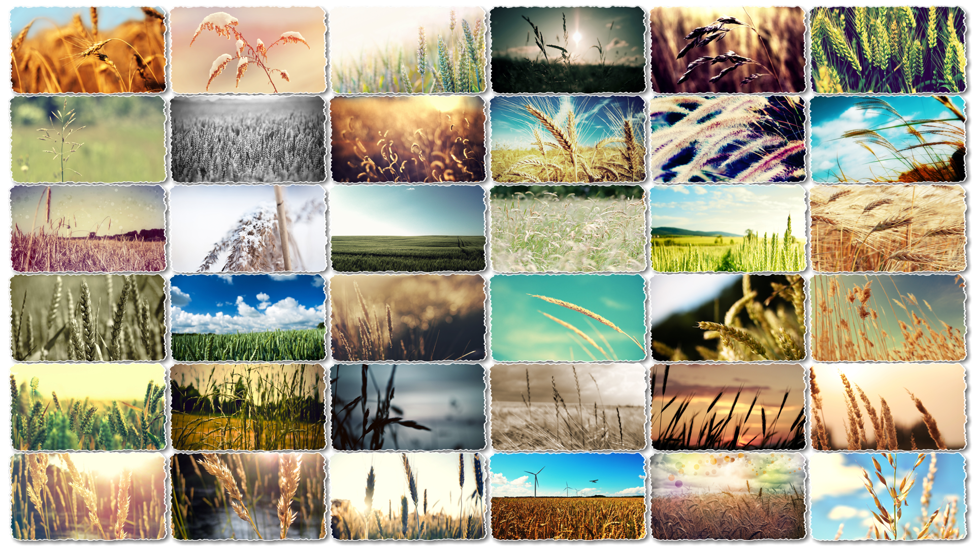 94-wheat-hd-widescreen-wallpapers-vy-kiet-vforum(1).png