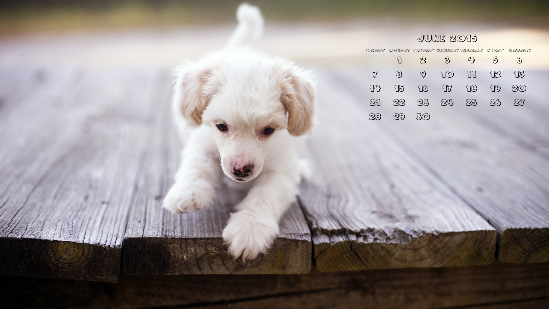 cute-dog-june-2015-wallpaper-1920x1080.jpg