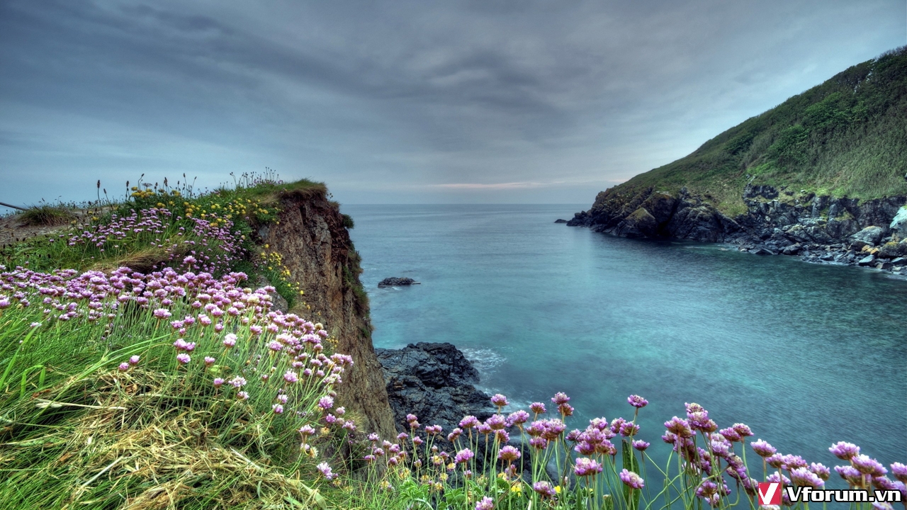 flower-sea-cliffs-hdr-wallpaper-2560x1440.jpg