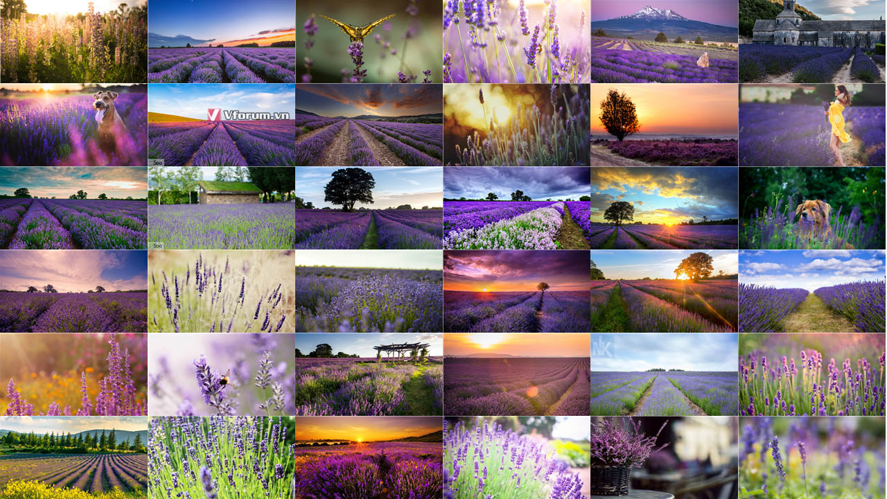 Hình ảnh ý nghĩa hoa Lavender  hoa oải hương đẹp lãng mạn