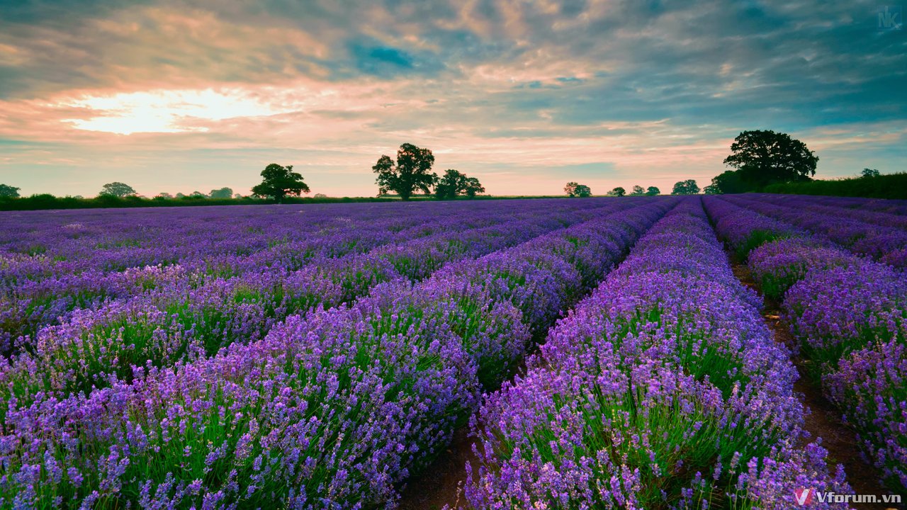 Hình nền hoa oải hương đẹp: Hãy ngắm nhìn vẻ đẹp tuyệt đẹp của hình nền hoa oải hương với màu tím thanh nhã và hương thơm dịu nhẹ. Bức hình này sẽ mang đến cho bạn sự thư thái và sảng khoái cả ngày dài. Hãy cùng tận hưởng sự tinh tế của thiên nhiên qua bức hình đẹp này. Translation: Beautiful lavender wallpaper: Take a look at the stunning beauty of this lavender wallpaper with its elegant purple color and gentle aroma. This picture will bring you peace and relaxation throughout your day. Let\'s appreciate the delicacy of nature through this beautiful picture.