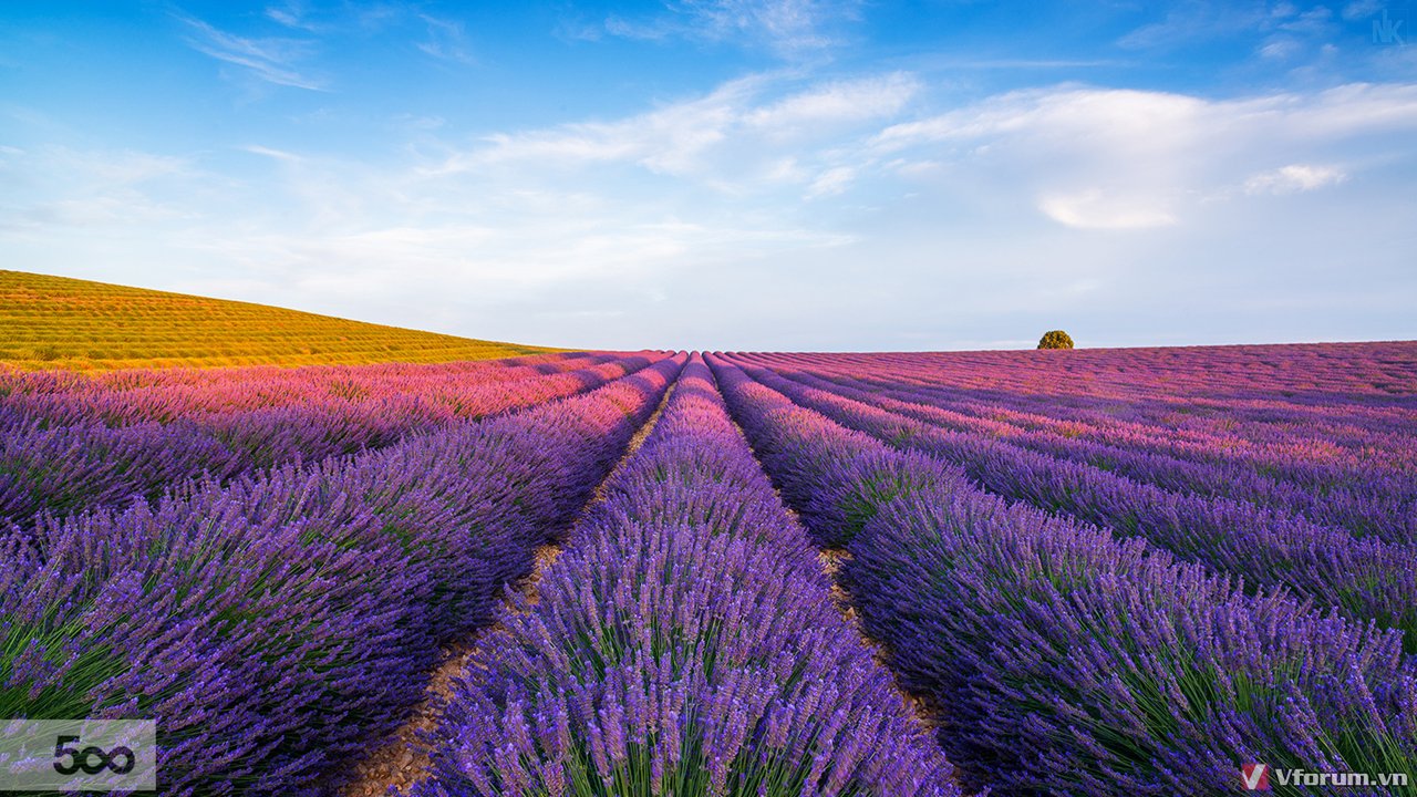 Cánh Đồng Hoa Oải Hương Lavender Ở Pháp Đẹp Mộng Mơ - HAKU Farm