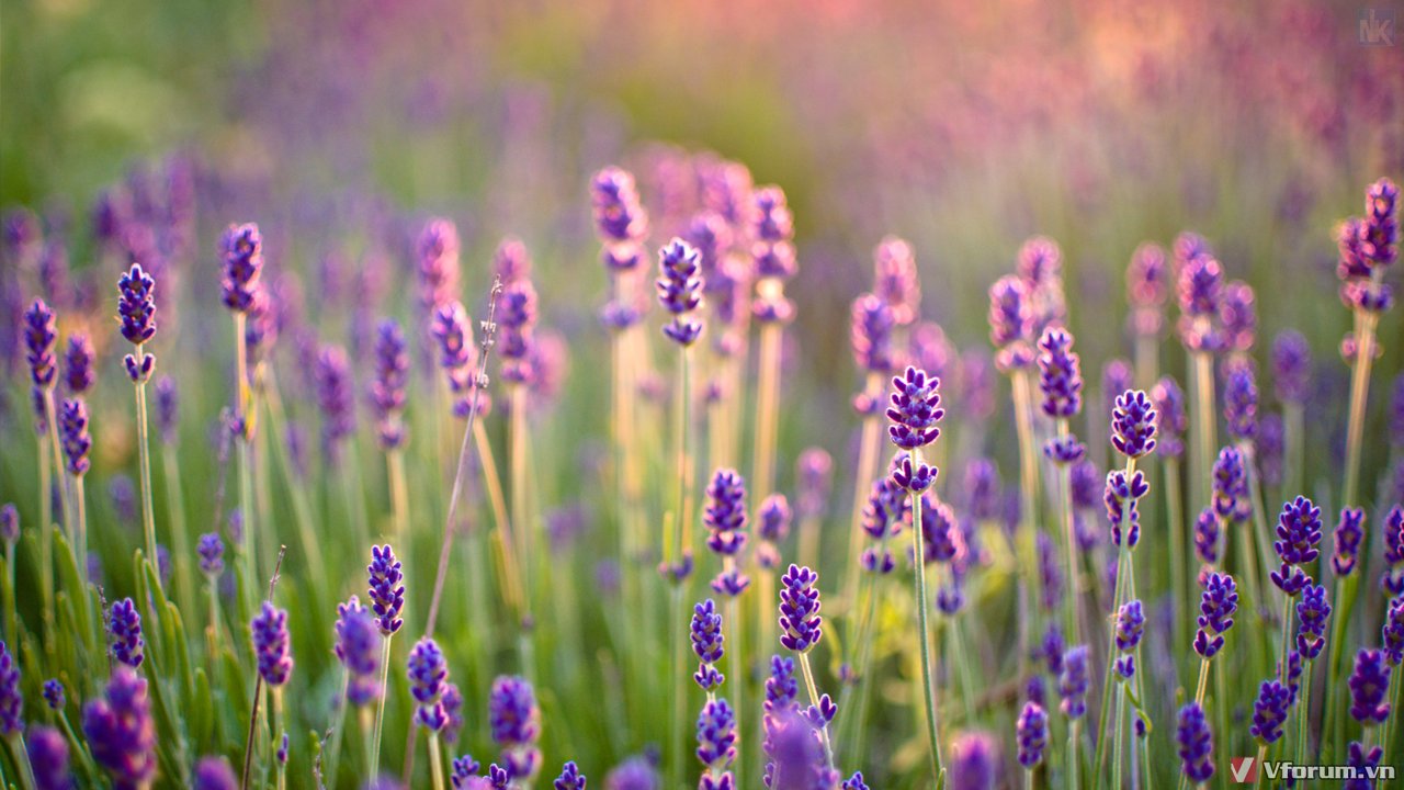 Chi tiết với hơn 70 về hình nền lavender hay nhất  cdgdbentreeduvn