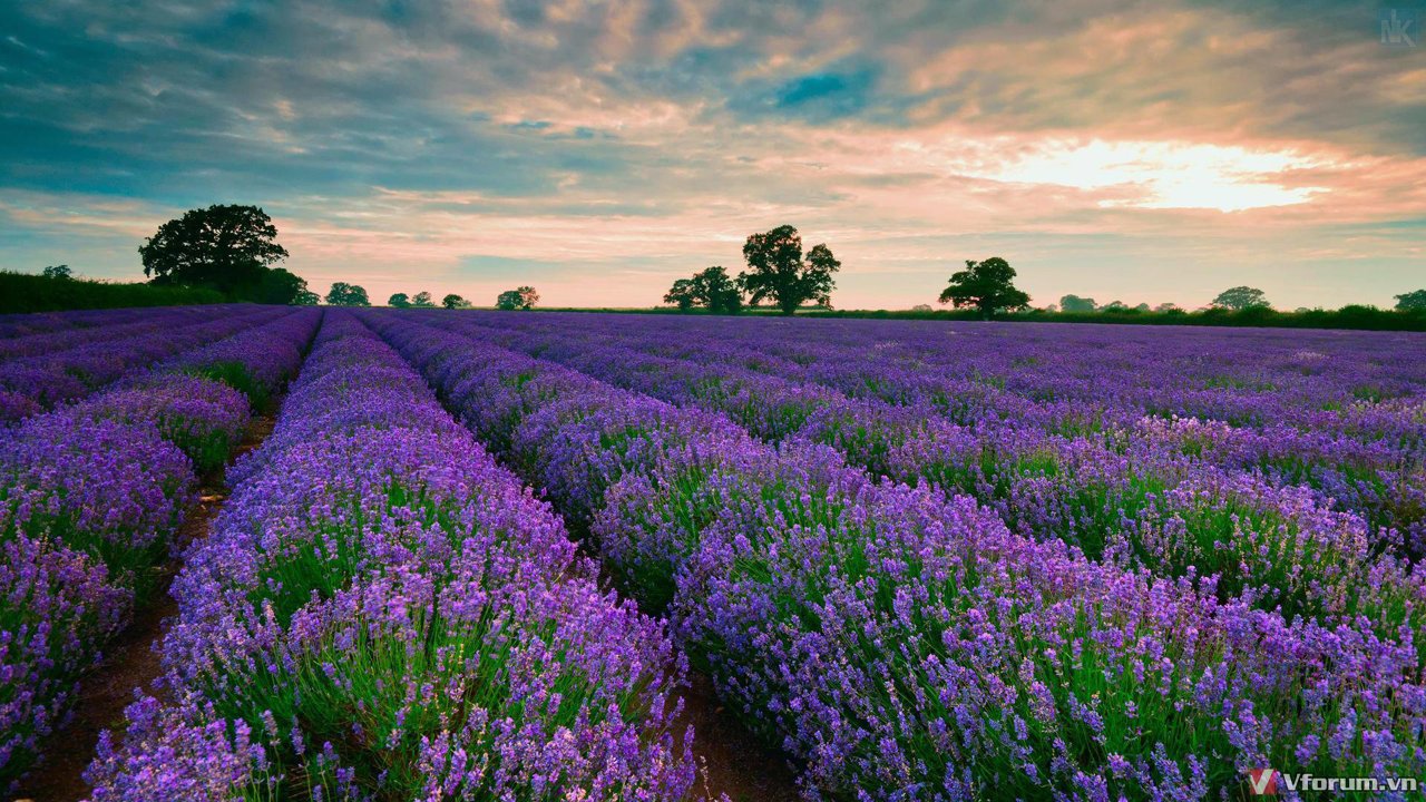 Hình nền hoa Lavender  Kỷ Nguyên Làm Đẹp