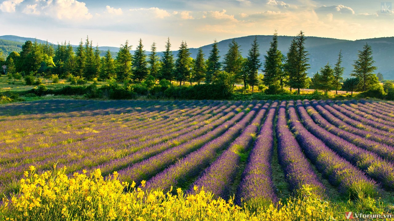 Chi tiết 78 hình nền hoa lavender tuyệt vời nhất  thtantai2eduvn