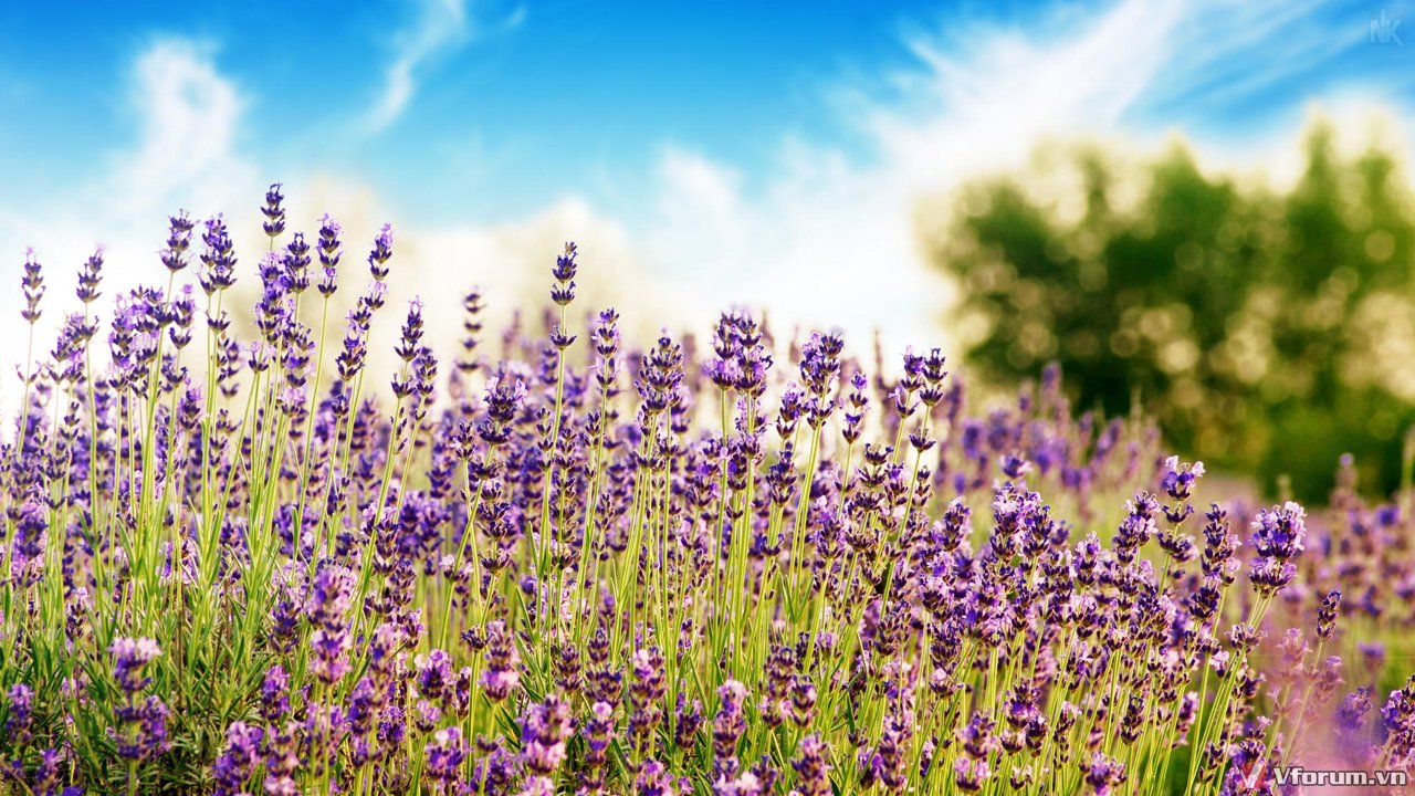50 hình ảnh hoa oải hương đẹp chất lượng cao  Đồng hồ tranh AmiA