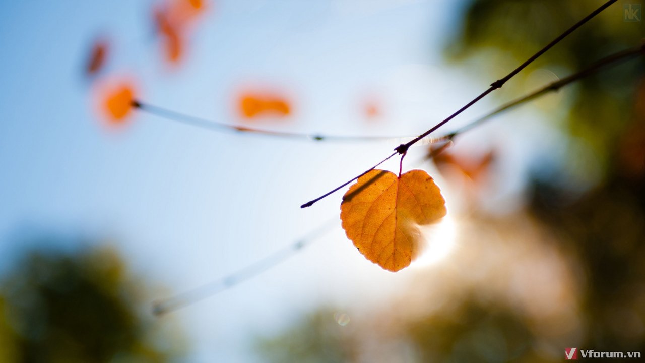 100 Hình nền phong cảnh mùa thu đẹp nhất cho máy tính 2015 VFOVN