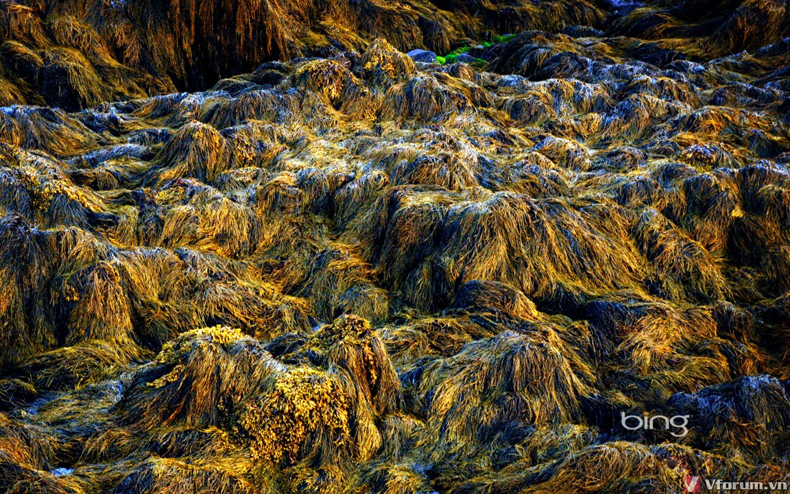 fundykelp-1920x1200.jpg