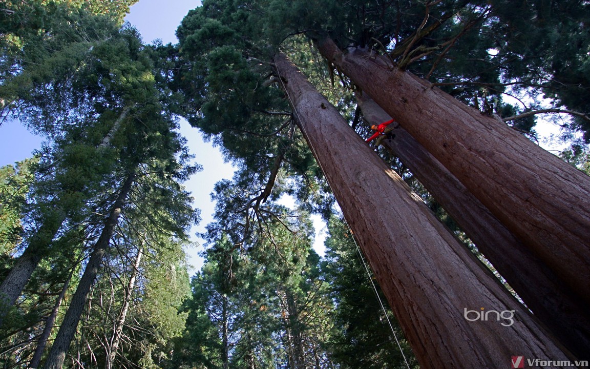 sequoia-1920x1200.jpg