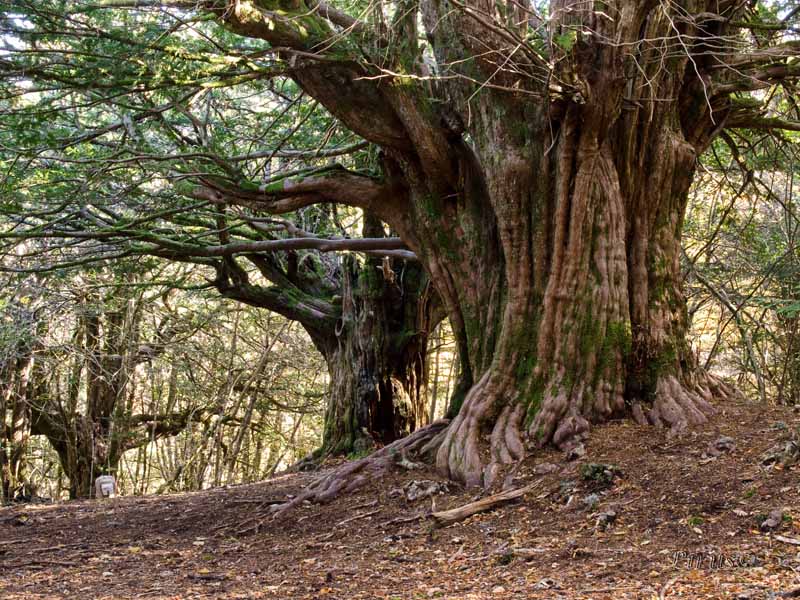 yew-tree-project-garroxta.jpg