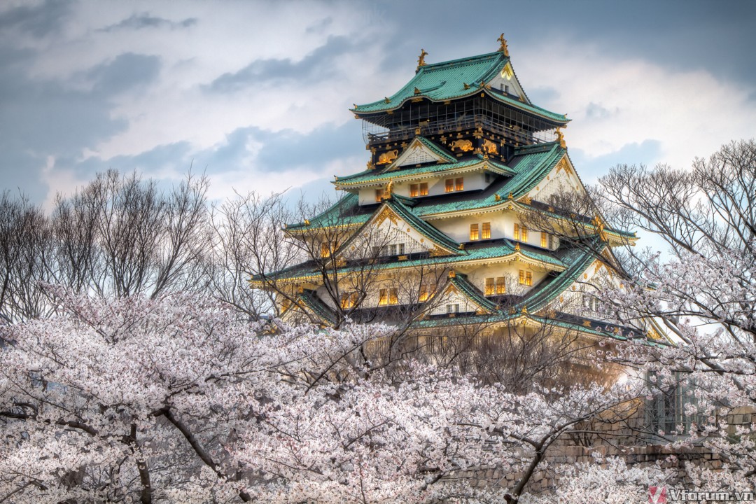 Hình hình ảnh ý nghĩa sâu sắc hoa Anh Đào Nhật Bản đẹp nhất cao quý tươi tắn sáng