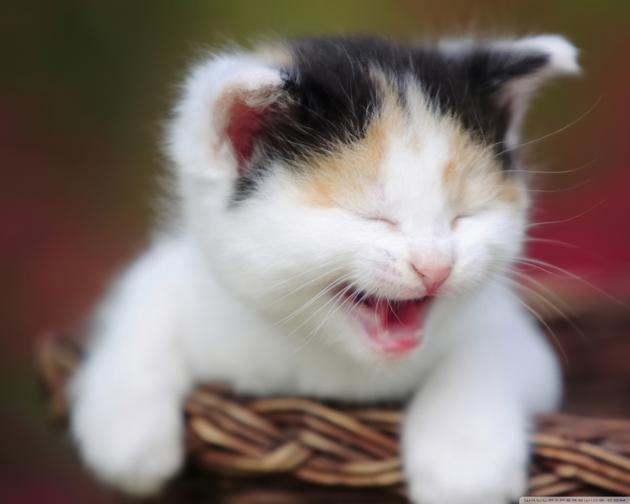 Tổng Hợp Hình Ảnh Mèo Con Dễ Thương Nhất Quả Đất | Vfo.Vn