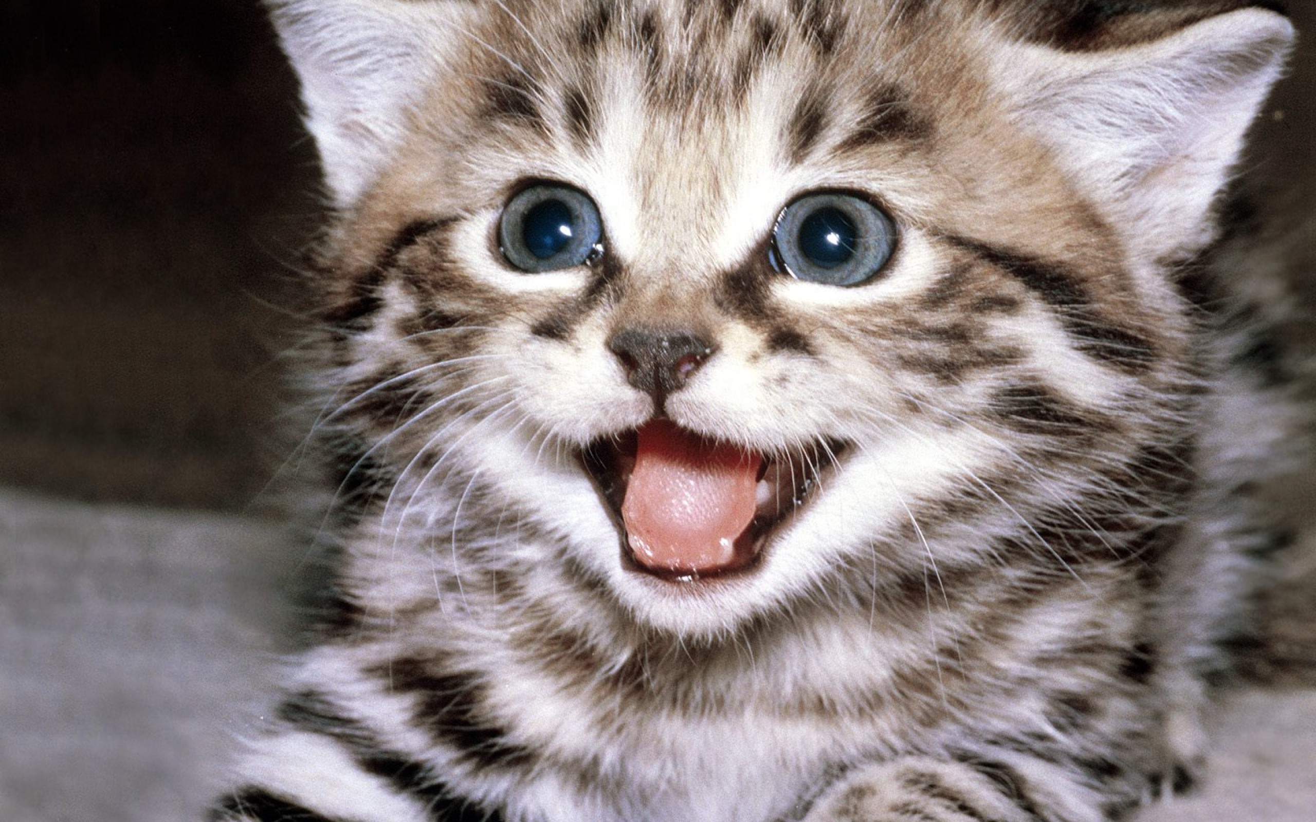 Tổng Hợp Hình Ảnh Mèo Con Dễ Thương Nhất Quả Đất | Vfo.Vn