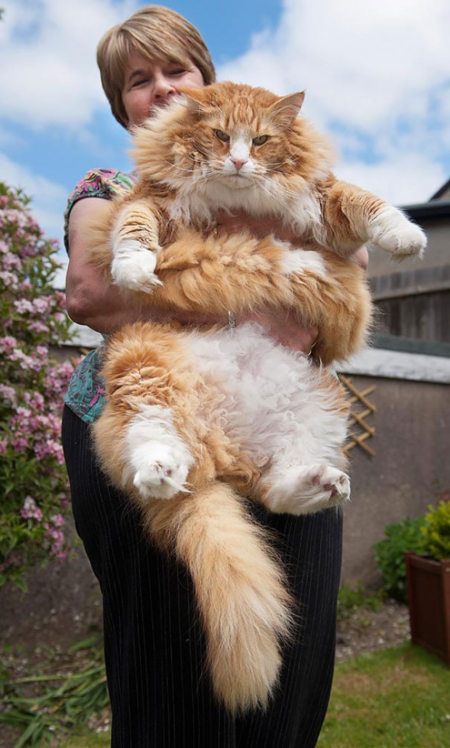 hinh-anh-meo-khong-lo-maine-coons-12.jpg