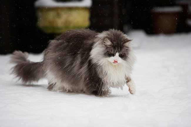 hinh-anh-meo-khong-lo-maine-coons-14.jpg