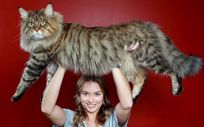 hinh-anh-meo-khong-lo-maine-coons-15.jpg