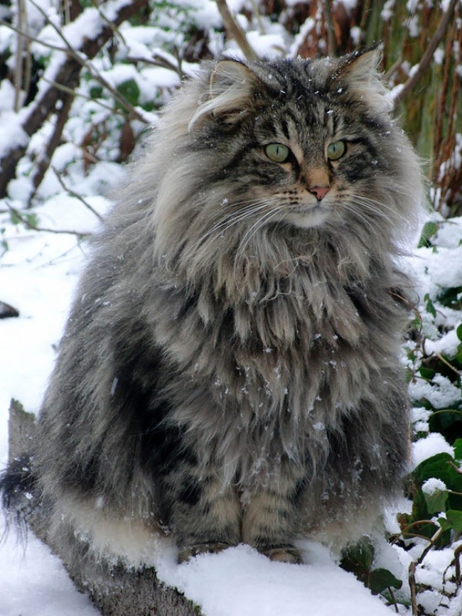 hinh-anh-meo-khong-lo-maine-coons-2.jpg