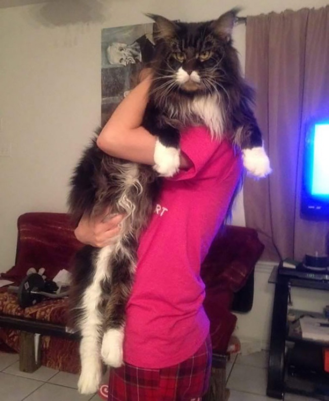 hinh-anh-meo-khong-lo-maine-coons-8.jpg