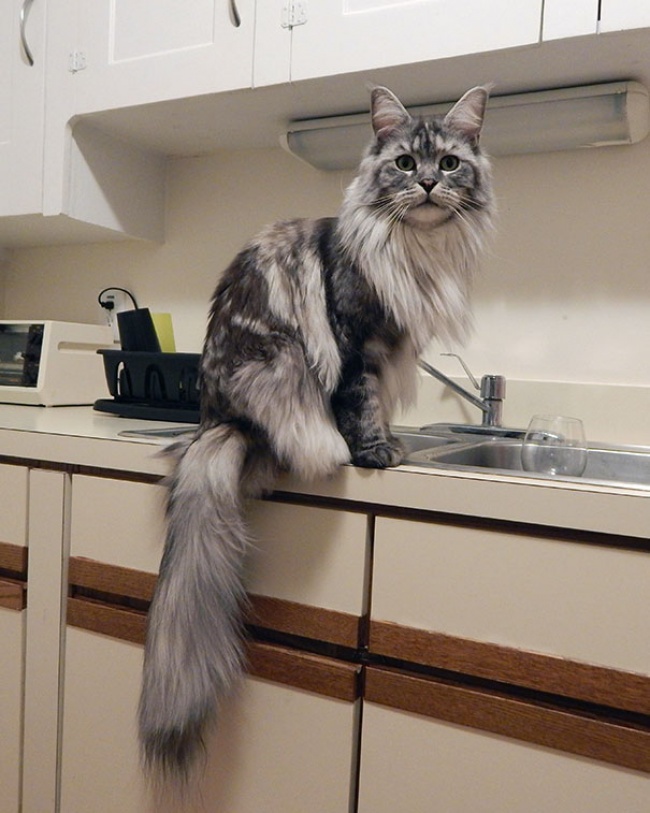 hinh-anh-meo-khong-lo-maine-coons-9.jpg