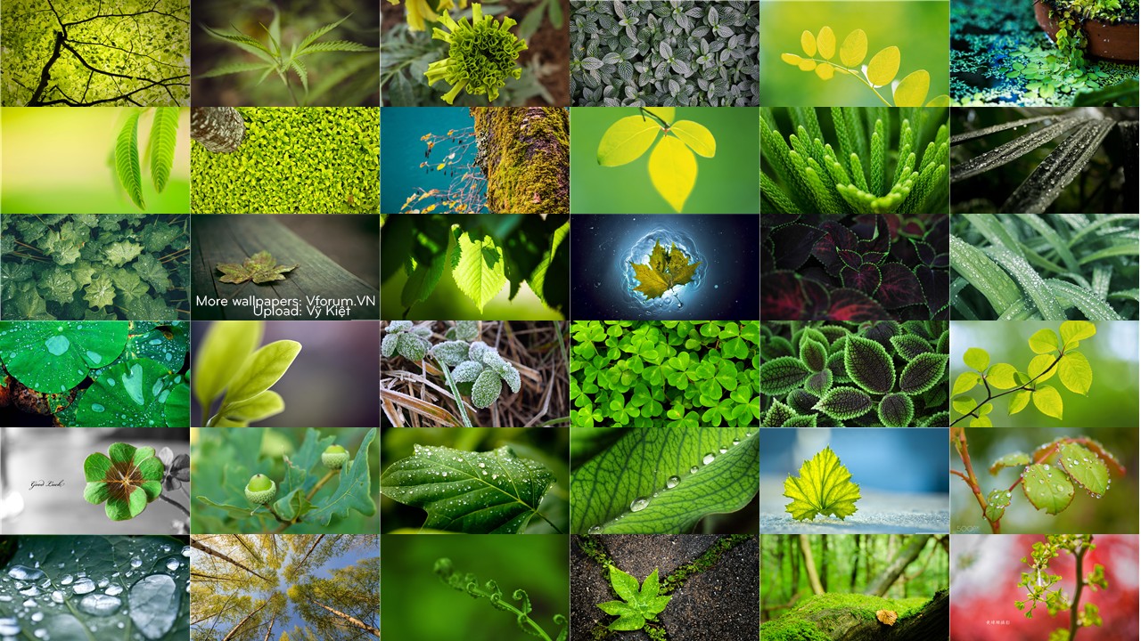 Hình nền : thiên nhiên, cây, nhiếp ảnh, màu xanh lá, Cây cỏ, Lá, thực vật,  Sản xuất, Nhà máy đất, thực vật có hoa, Cây gỗ, Cây bụi, Nhà máy hàng