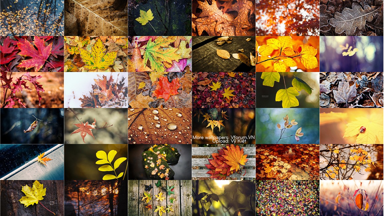 40 Hình nền mùa thu đẹp lãng mạn không thể bỏ qua  Hà Nội Spirit Of Place