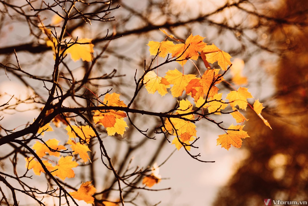 Tổng hợp 999 hình ảnh lá vàng rơi mùa thu đẹp buồn lãng mạn