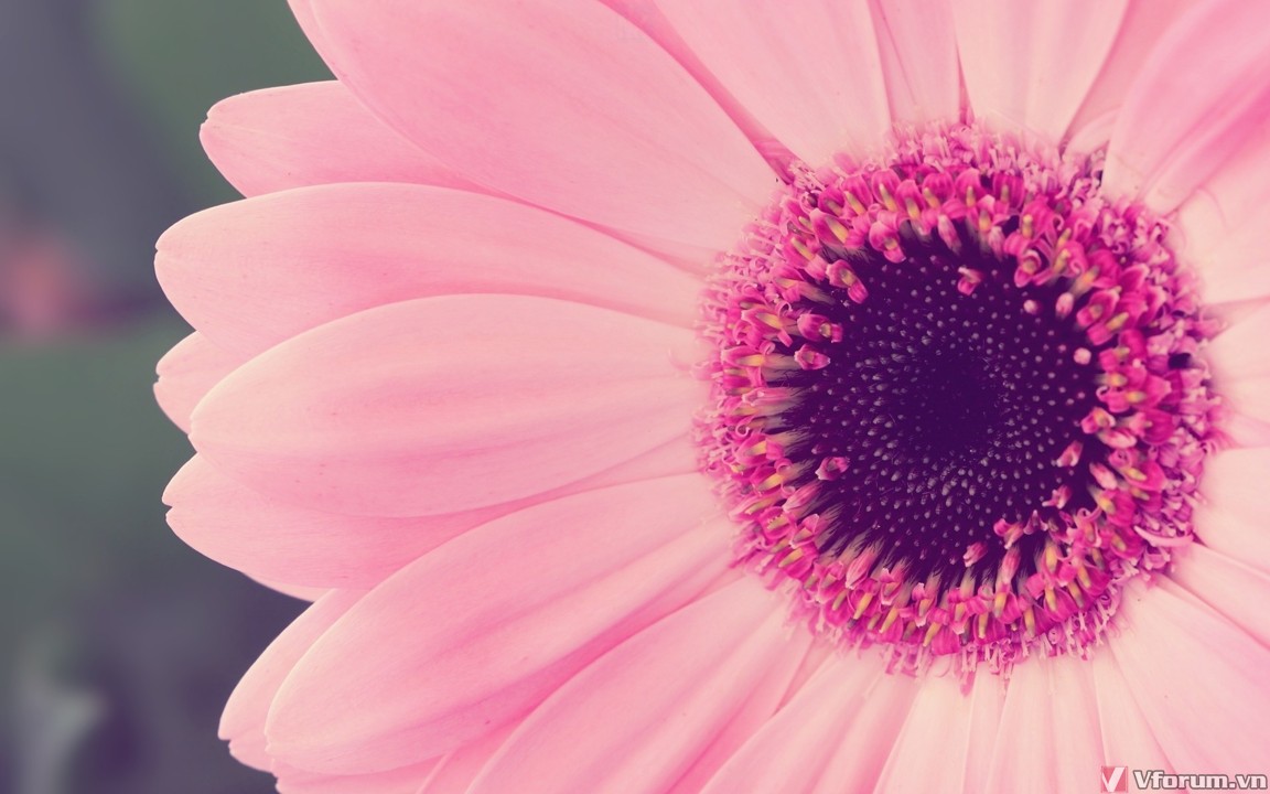 100 Hình nền màu hồng dễ thương cho tình yêu lãng mạn | VFO.VN