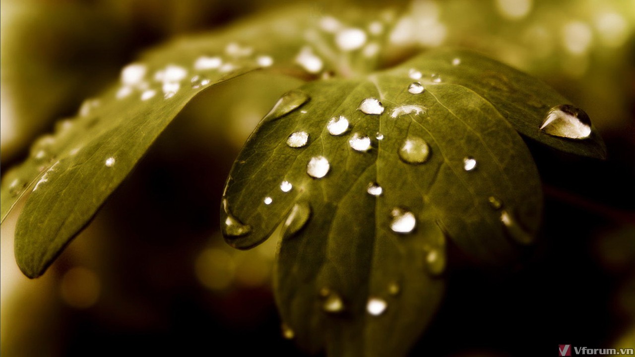 Hình nền giọt nước đọng trên lá tuyệt đẹp cho máy tính | VFO.VN